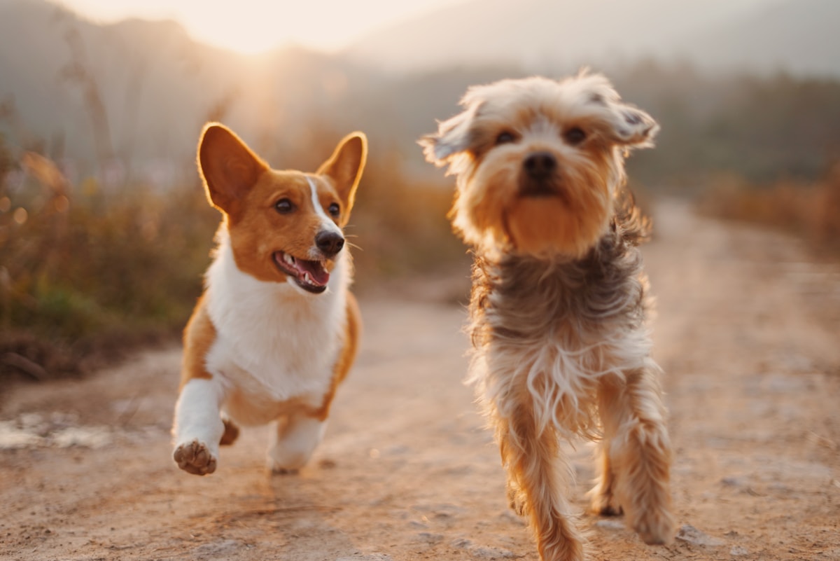 Dogs enjoying a neighbourhood walk before comparing Dubai dog walking schedules
